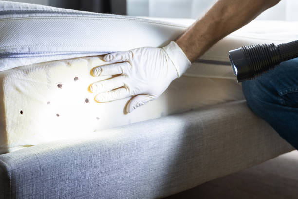 Best Termite Control Services  in Volcano Golf Course, HI