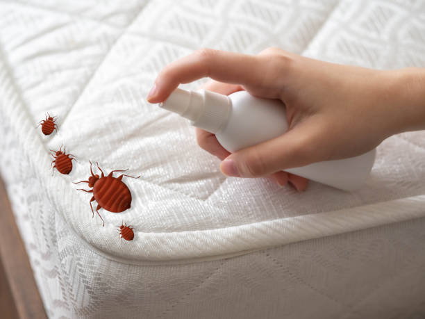 Best Flea Control Services  in Volcano Golf Course, HI