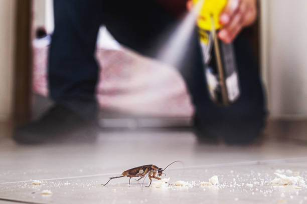 Best Affordable Pest Control Services  in Volcano Golf Course, HI