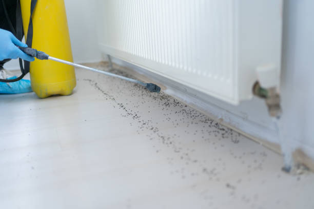 Best Residential Pest Control  in Volcano Golf Course, HI